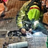 Los bomberos asisten a tres mascotas intoxicadas en el incendio de una vivienda en Benidorm
