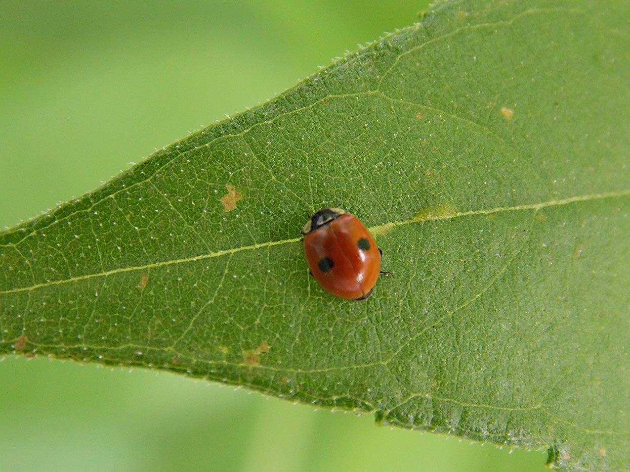 El Ayuntamiento de Zaragoza suelta 125.000 'bichos amigos' contra las plagas El Ayuntamiento de Zaragoza suelta 125.000 'bichos amigos' contra las plagas