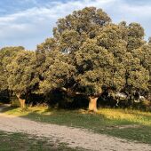Encina de Villaldavín (Palencia)