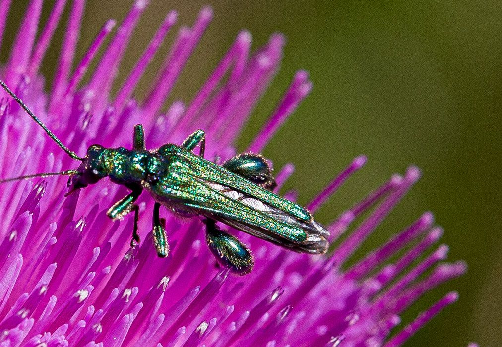 Los insectos pueden ser molestos para lo seres humanos pero son imprescindibles en nuestras vidas Los insectos pueden ser molestos para lo seres humanos pero son imprescindibles en nuestras vidas