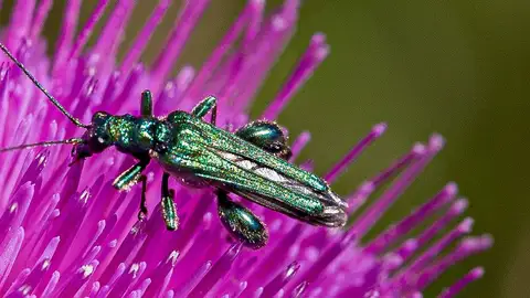Un insecto Un insecto