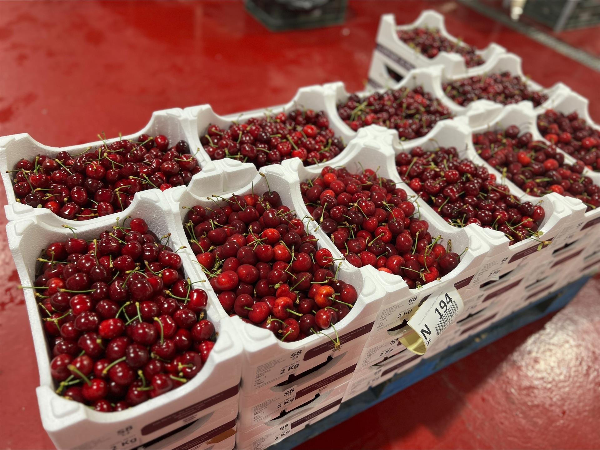 El Gobierno destina 8 millones de euros a los cereceros del Valle del Jerte afectados por las circunstancias climáticas El Gobierno destina 8 millones de euros a los cereceros del Valle del Jerte afectados por las circunstancias climáticas