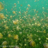 El aumento de la temperatura y del nivel de transparencia propicia la aparición de medusas en el Mar Menor