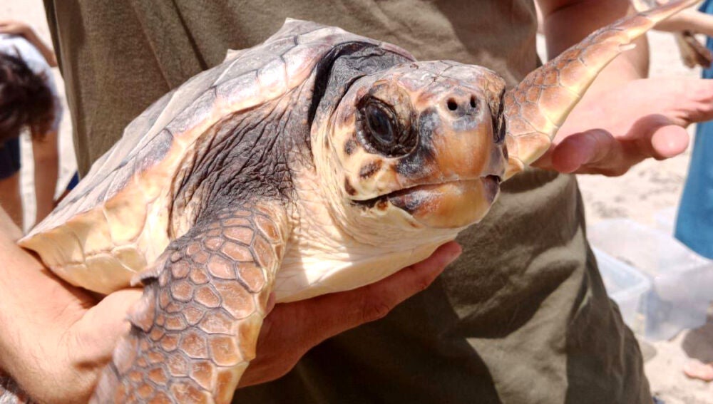 tortuga