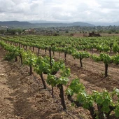 Cultivo de viñedos Cultivo de viñedos