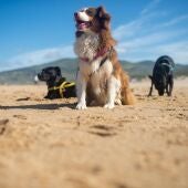 Tres perros disfrutan en una playa 