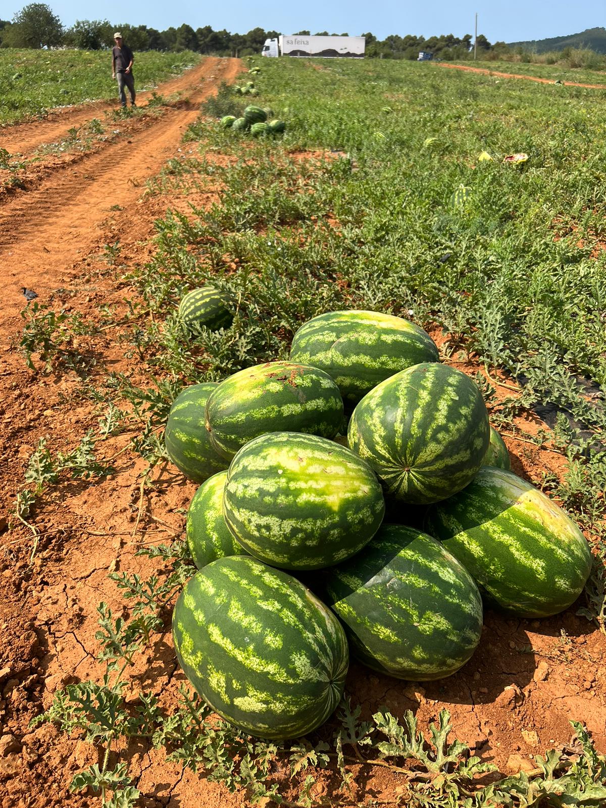 Aumentan un 55% las ventas de sandía cultivada en la isla de Ibiza Aumentan un 55% las ventas de sandía cultivada en la isla de Ibiza
