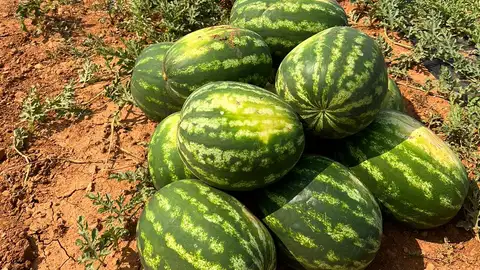 Aumentan un 55% las ventas de sandía cultivada en la isla de Ibiza Aumentan un 55% las ventas de sandía cultivada en la isla de Ibiza