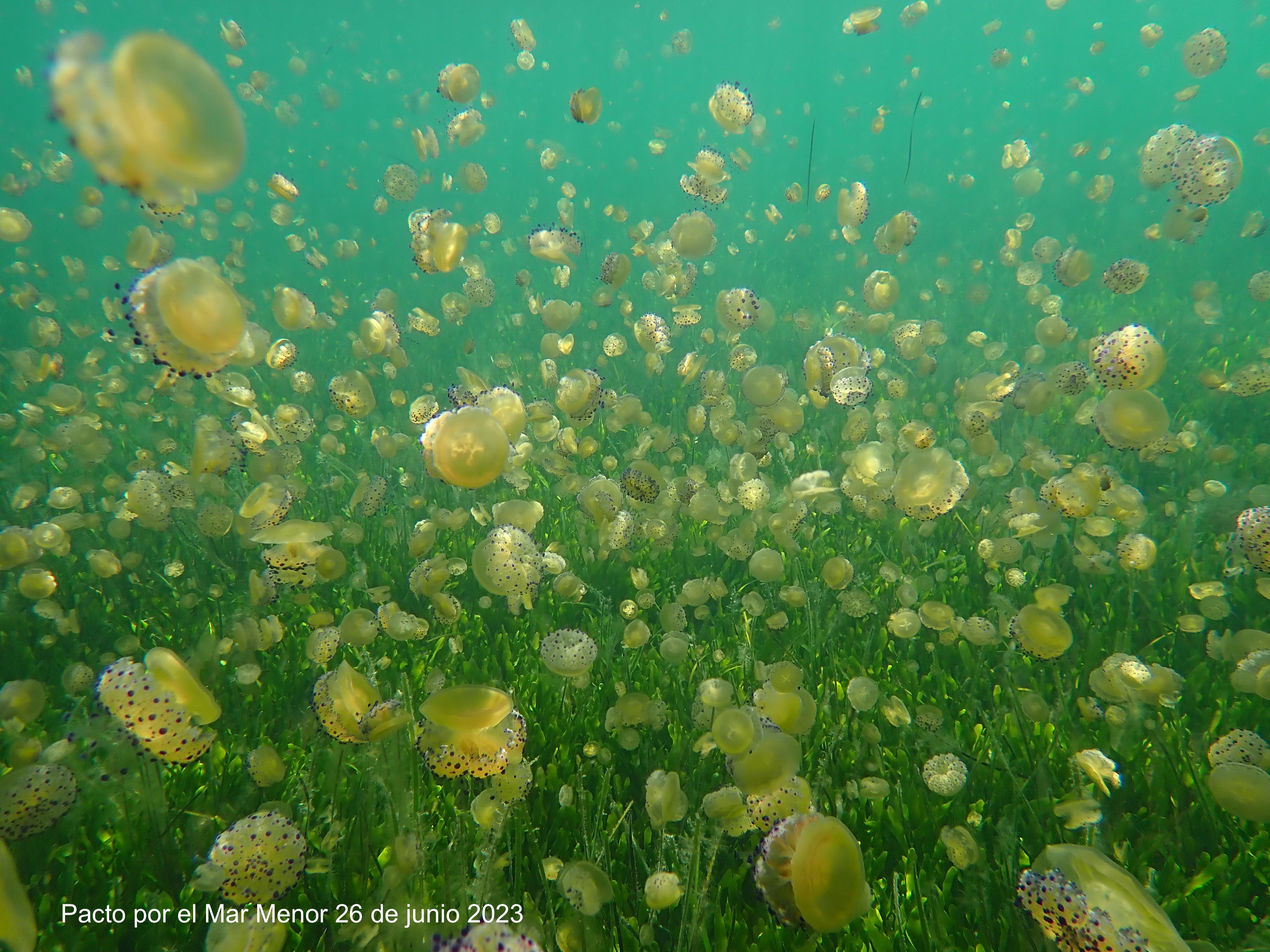 Los científicos desaconsejan poner redes antimedusas porque dificultan la circulación del agua y generan materia orgánica Los científicos desaconsejan poner redes antimedusas porque dificultan la circulación del agua y generan materia orgánica