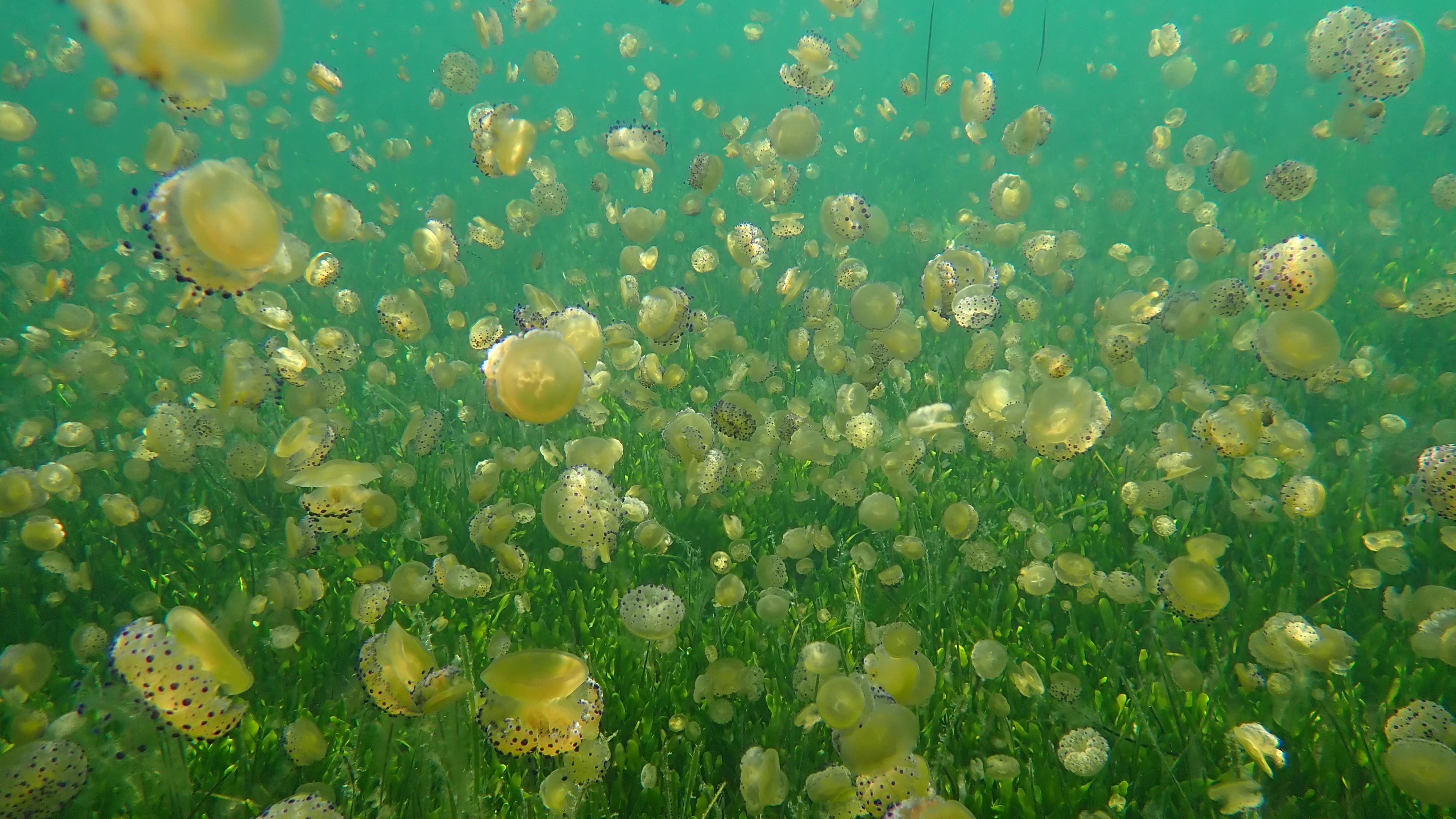 Medusas Mar Menor
