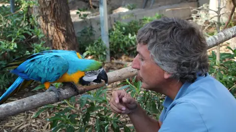 Raúl Mérida Agapornis