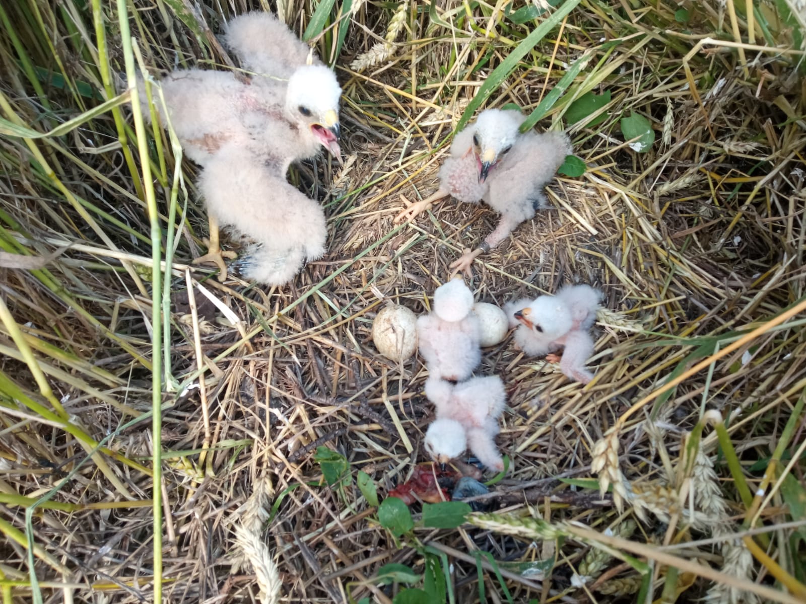 Experiencia de cría campestre de aguilucho cenizo para intentar preservar su presencia en Campo de Montiel Experiencia de cría campestre de aguilucho cenizo para intentar preservar su presencia en Campo de Montiel