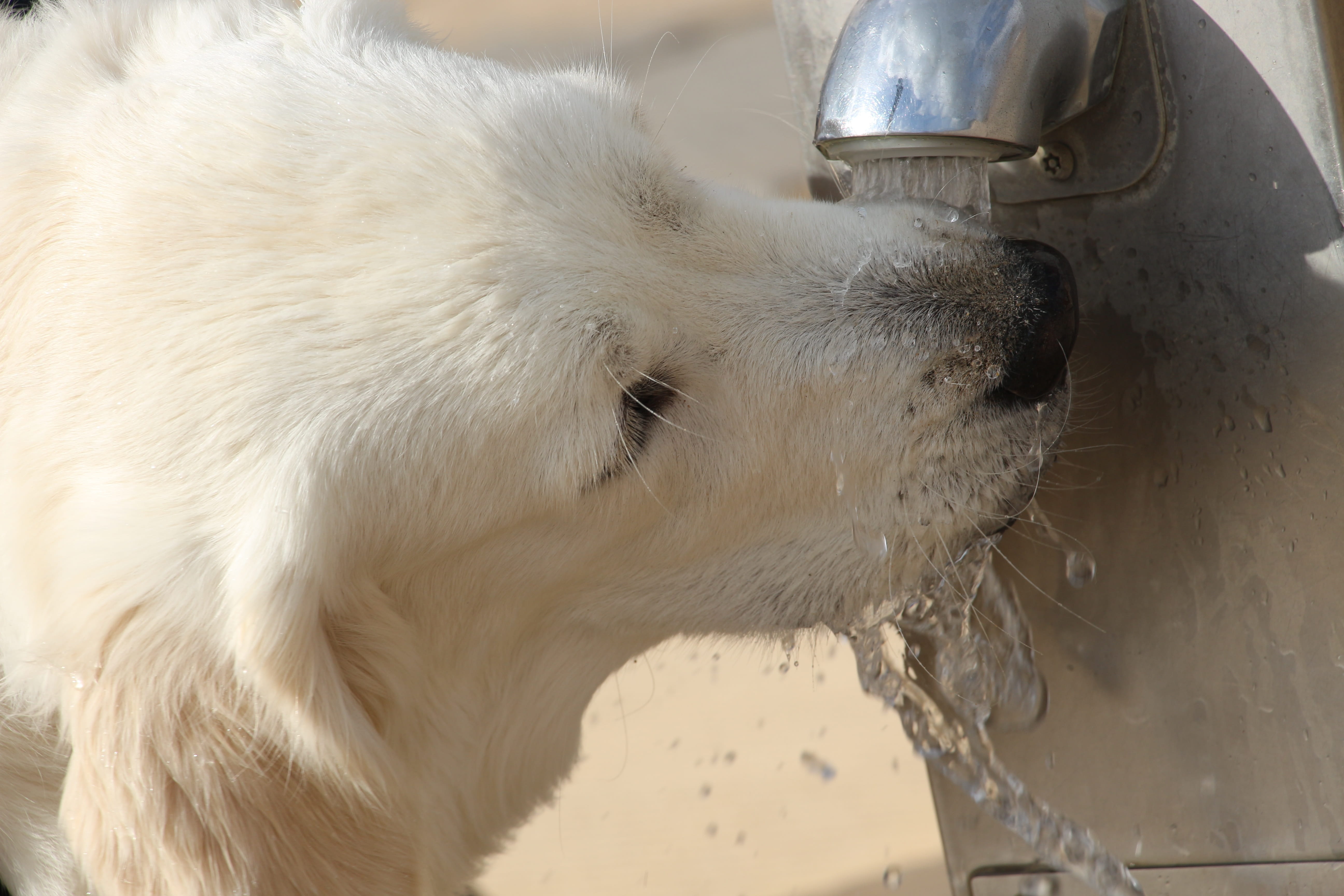 Ángel Osuna nos ofrece hoy consejos para refrescar a nuestro perro ante las altas temperaturas Ángel Osuna nos ofrece hoy consejos para refrescar a nuestro perro ante las altas temperaturas