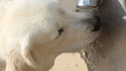 canino