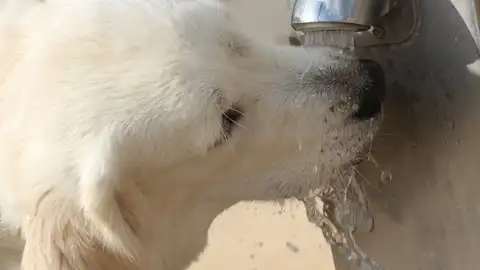 Ángel Osuna nos ofrece hoy consejos para refrescar a nuestro perro ante las altas temperaturas canino