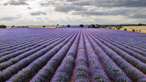campos de lavanda