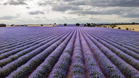 campos de lavanda campos de lavanda