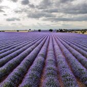 campos de lavanda