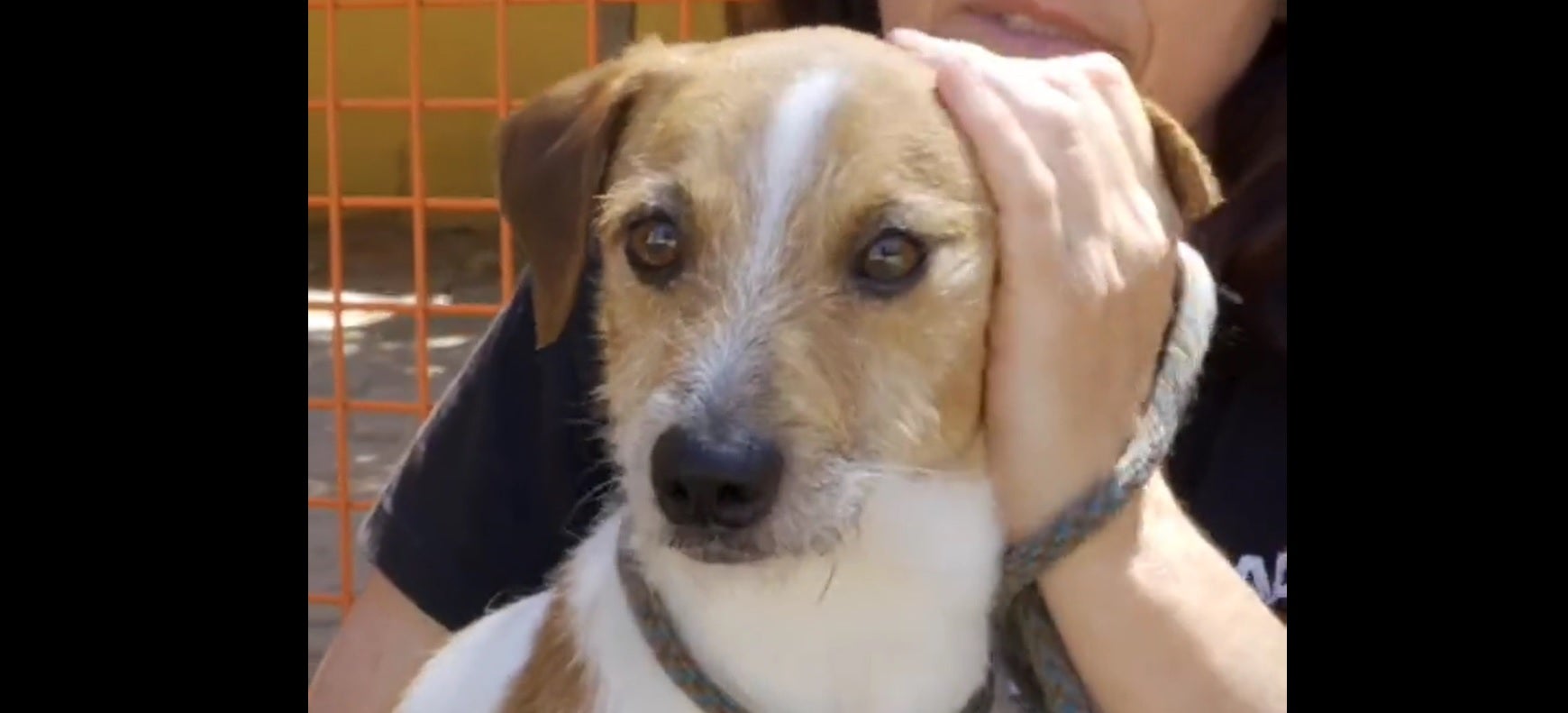 Adopta en JELO: Toby busca hogar Adopta en JELO: Toby busca hogar