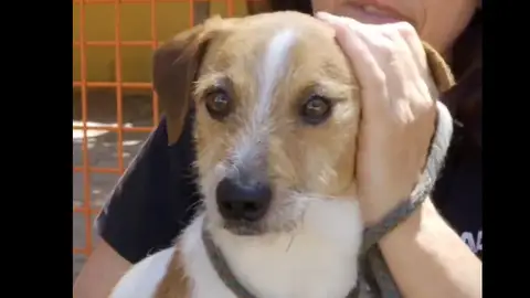 El perro en adopción Toby. El perro en adopción Toby.