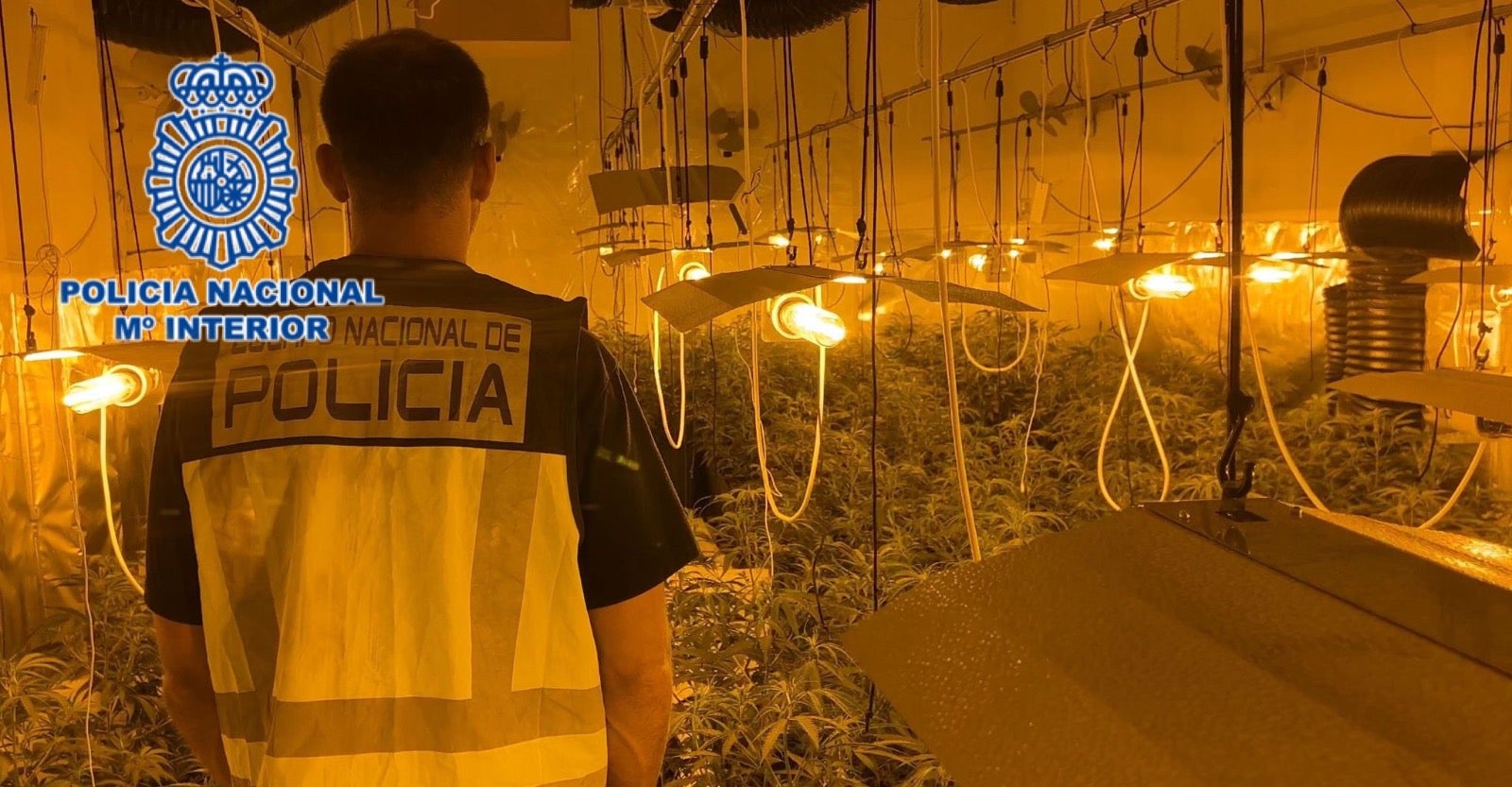 La Policía Nacional detiene en Novelda a dos hombres que mantenían un cultivo con casi 300 plantas de marihuana La Policía Nacional detiene en Novelda a dos hombres que mantenían un cultivo con casi 300 plantas de marihuana