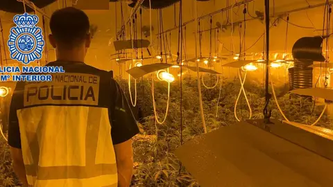 Agente de la Policía Nacional en la plantación de marihuana desmantelada en Novelda. Agente de la Policía Nacional en la plantación de marihuana desmantelada en Novelda.