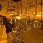 Agente de la Policía Nacional en la plantación de marihuana desmantelada en Novelda.