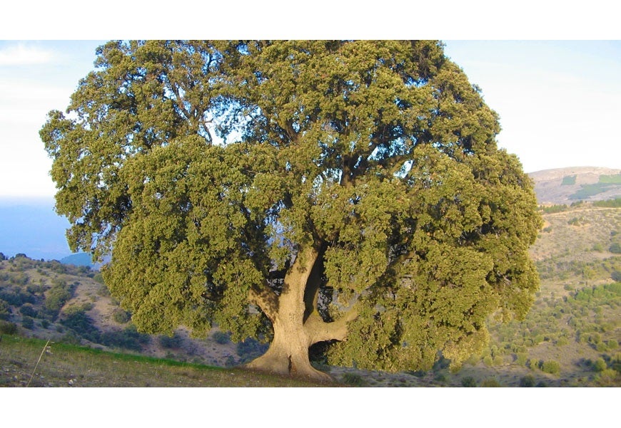 La historia ambiental: el patrimonio como recurso de la 'Almería Vacía' La historia ambiental: el patrimonio como recurso de la 'Almería Vacía'