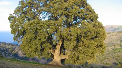 ONDA CERO ALMERIA ONDA CERO ALMERIA