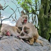 'Macacos Rhesus' en Cayo Santiago (Puerto Rico) acicalándose unos a otros 