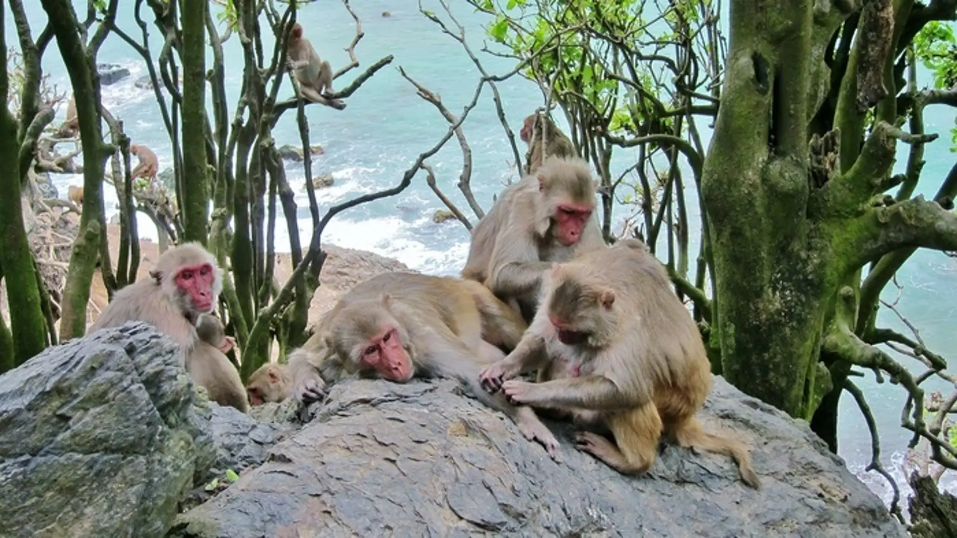 El comportamiento homosexual es común y hereditario en los macacos