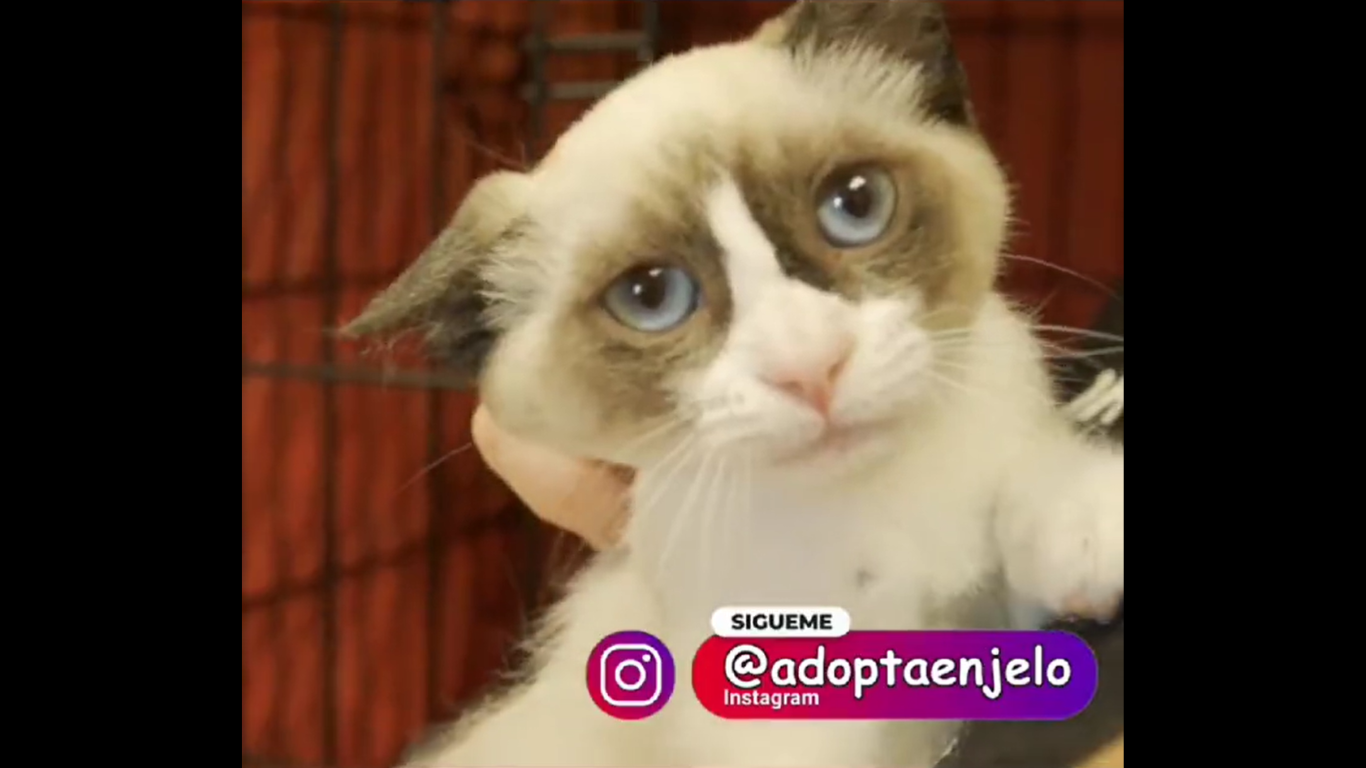 Adopta en JELO: La gata Galdosa busca hogar Adopta en JELO: La gata Galdosa busca hogar