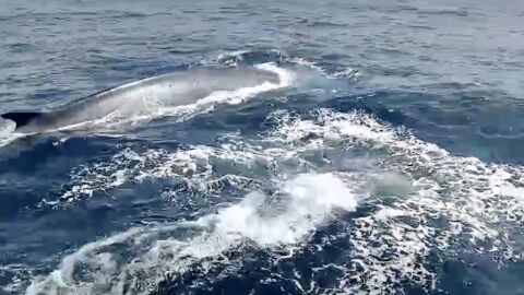 Dos ballenas localizadas entre Santa Pola y Tabarca