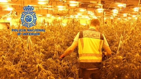 Incautadas varias plantaciones de marihuana en Vilamarxant y Torrent