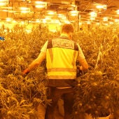 Incautadas varias plantaciones de marihuana en Vilamarxant y Torrent