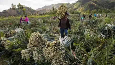 Ananas Anam. Ananas Anam.
