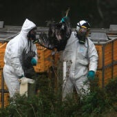 Trabajadores retiran pavos con gripe aviar en Inglaterra