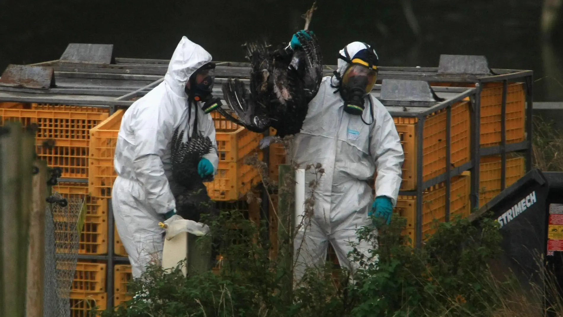 Trabajadores retiran pavos con gripe aviar en Inglaterra
