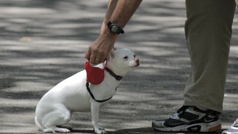 adiestramiento canino
