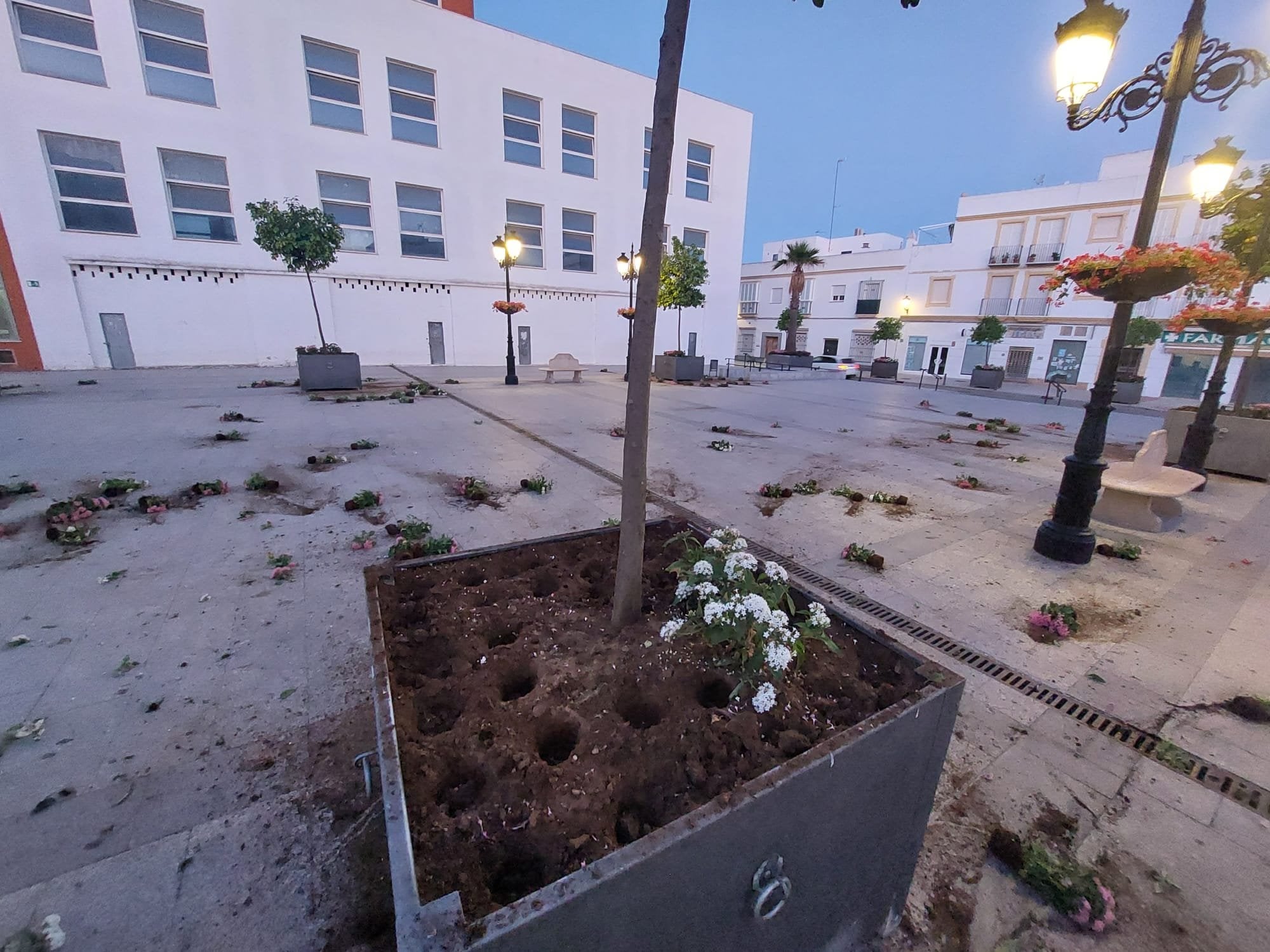 El Ayuntamiento de Chiclana lamenta un nuevo acto vandálico en los maceteros de la Plaza Mayor El Ayuntamiento de Chiclana lamenta un nuevo acto vandálico en los maceteros de la Plaza Mayor
