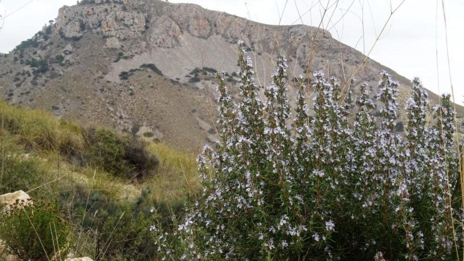 Sierra de Crevillent.