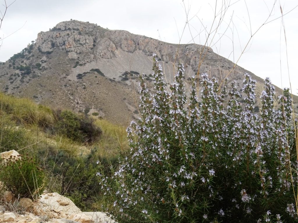 El Ayuntamiento de Crevillent recibe 8000 euros para un voluntariado para prevenir incendios forestales El Ayuntamiento de Crevillent recibe 8000 euros para un voluntariado para prevenir incendios forestales