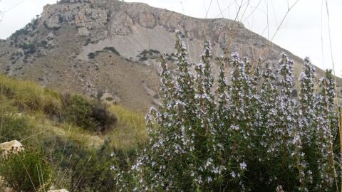 Sierra de Crevillent. Sierra de Crevillent.