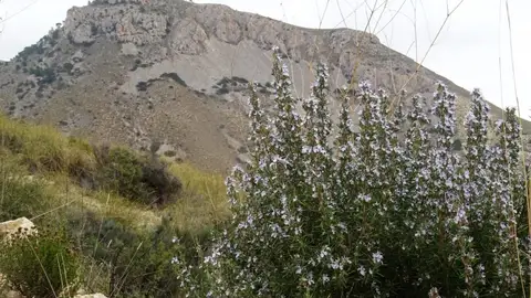 Sierra de Crevillent. Sierra de Crevillent.