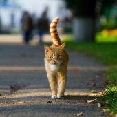 Imagen de archivo de un gato por la calle