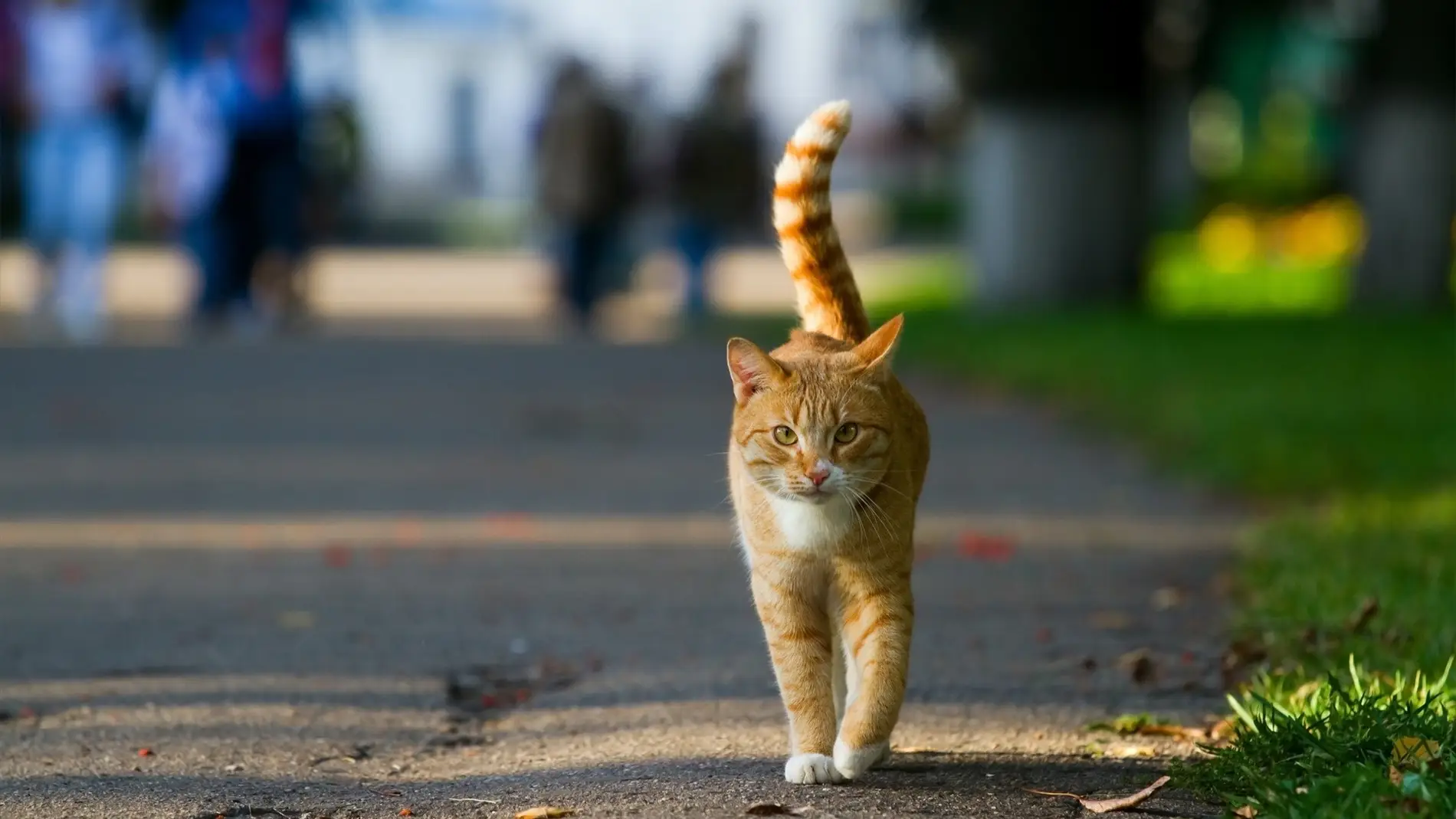 Imagen de archivo de un gato por la calle/ Europa Press