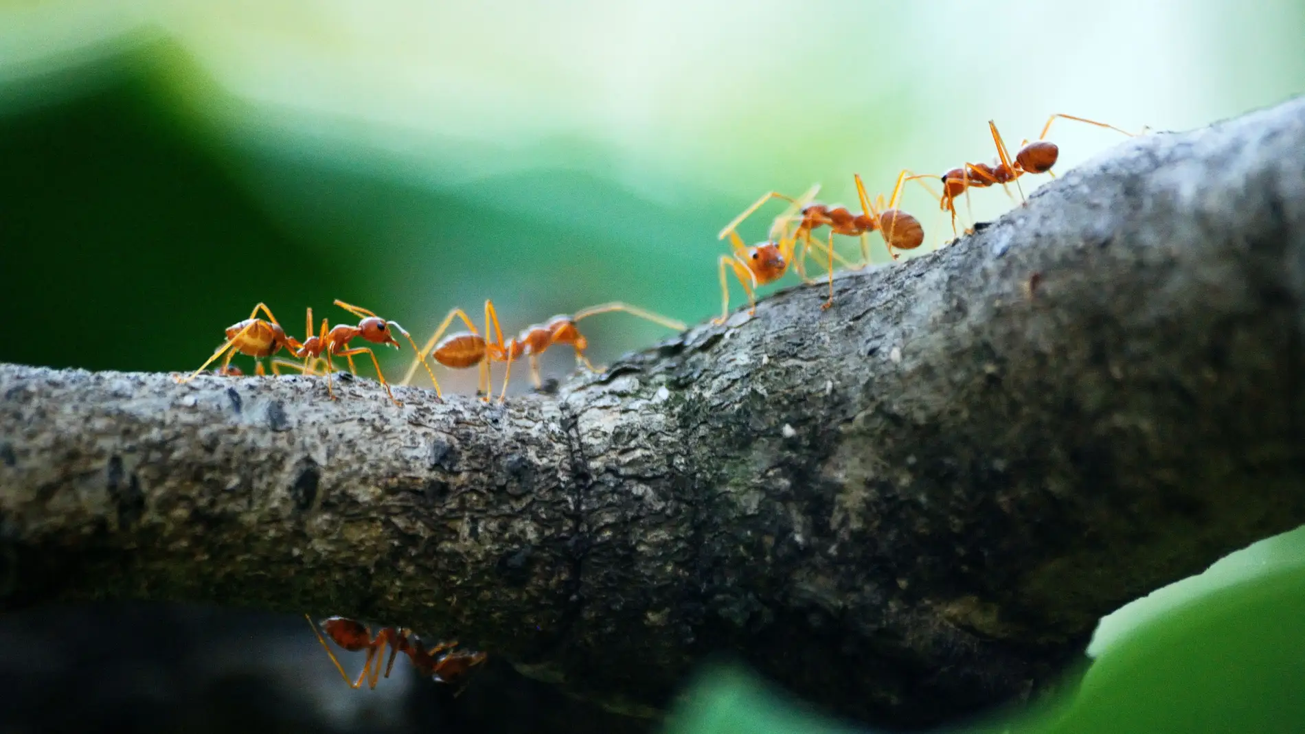 Cómo eliminar las hormigas en casa: ocho remedios caseros