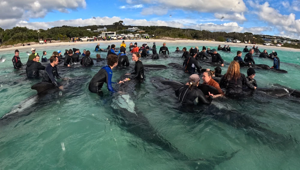 Rescatistas ayudando a las ballenas varadas en Australia