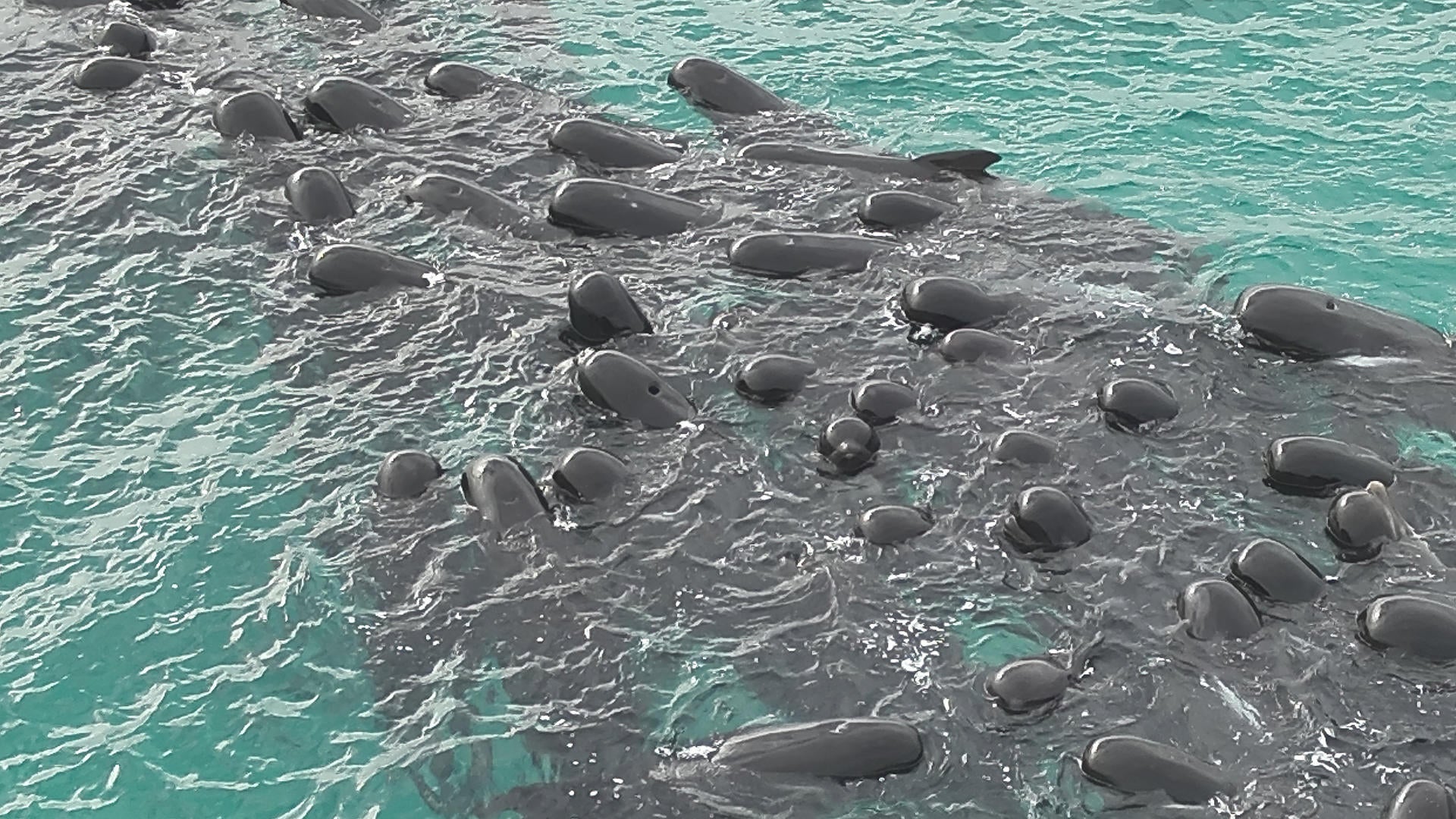 Preocupación por la muerte de casi 100 ballenas que quedaron varadas en las costas de Australia en 24 horas Preocupación por la muerte de casi 100 ballenas que quedaron varadas en las costas de Australia en 24 horas