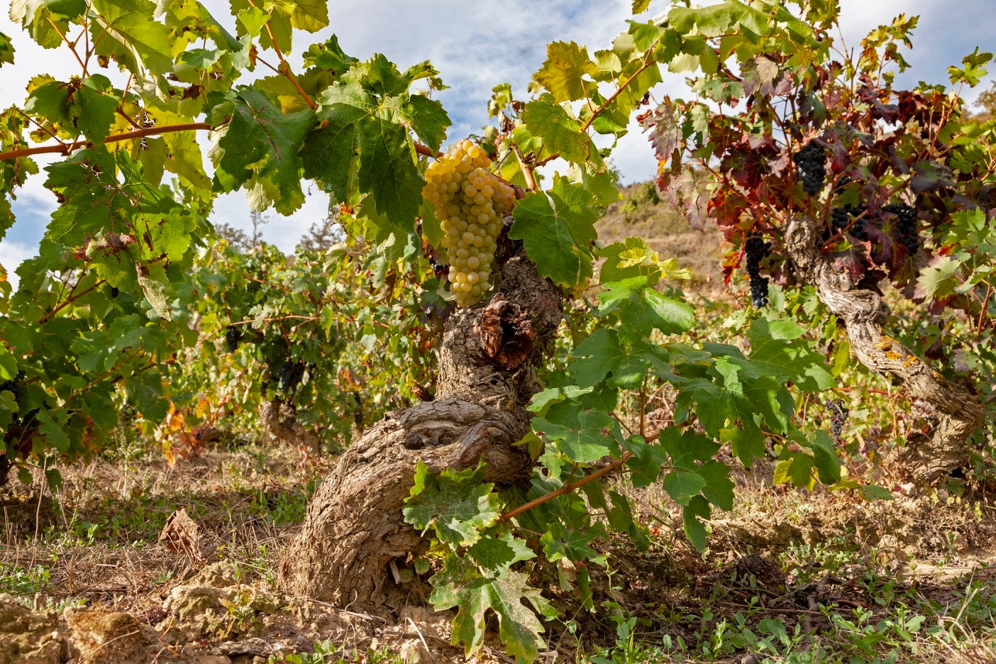 El Gobierno Vasco no recurrirá la sentencia de Viñedos de Álava El Gobierno Vasco no recurrirá la sentencia de Viñedos de Álava